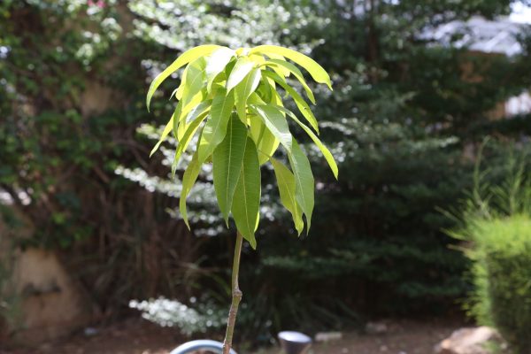 L’ENA plante pour demain